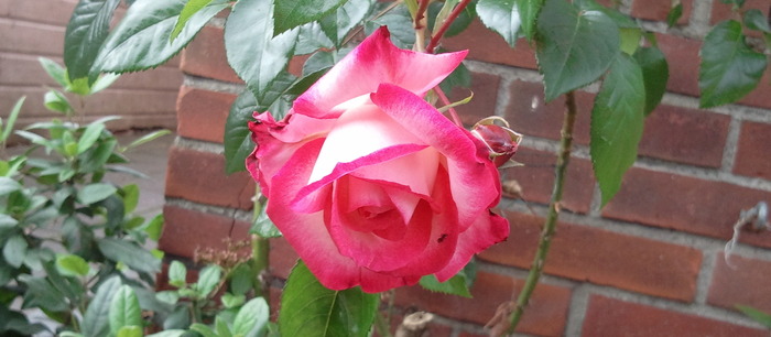 Every rose has its thorn